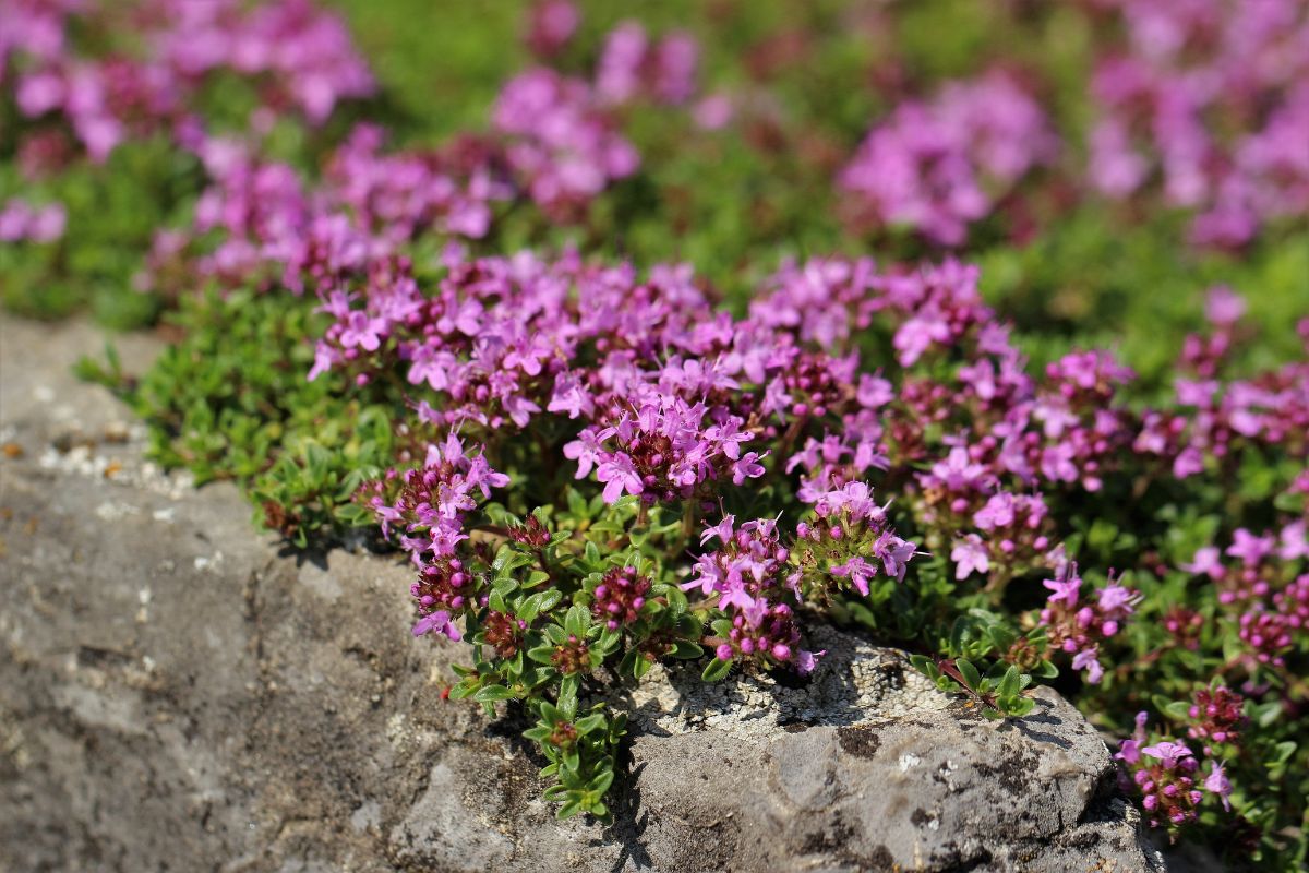 Thymus serpyllum.jpg